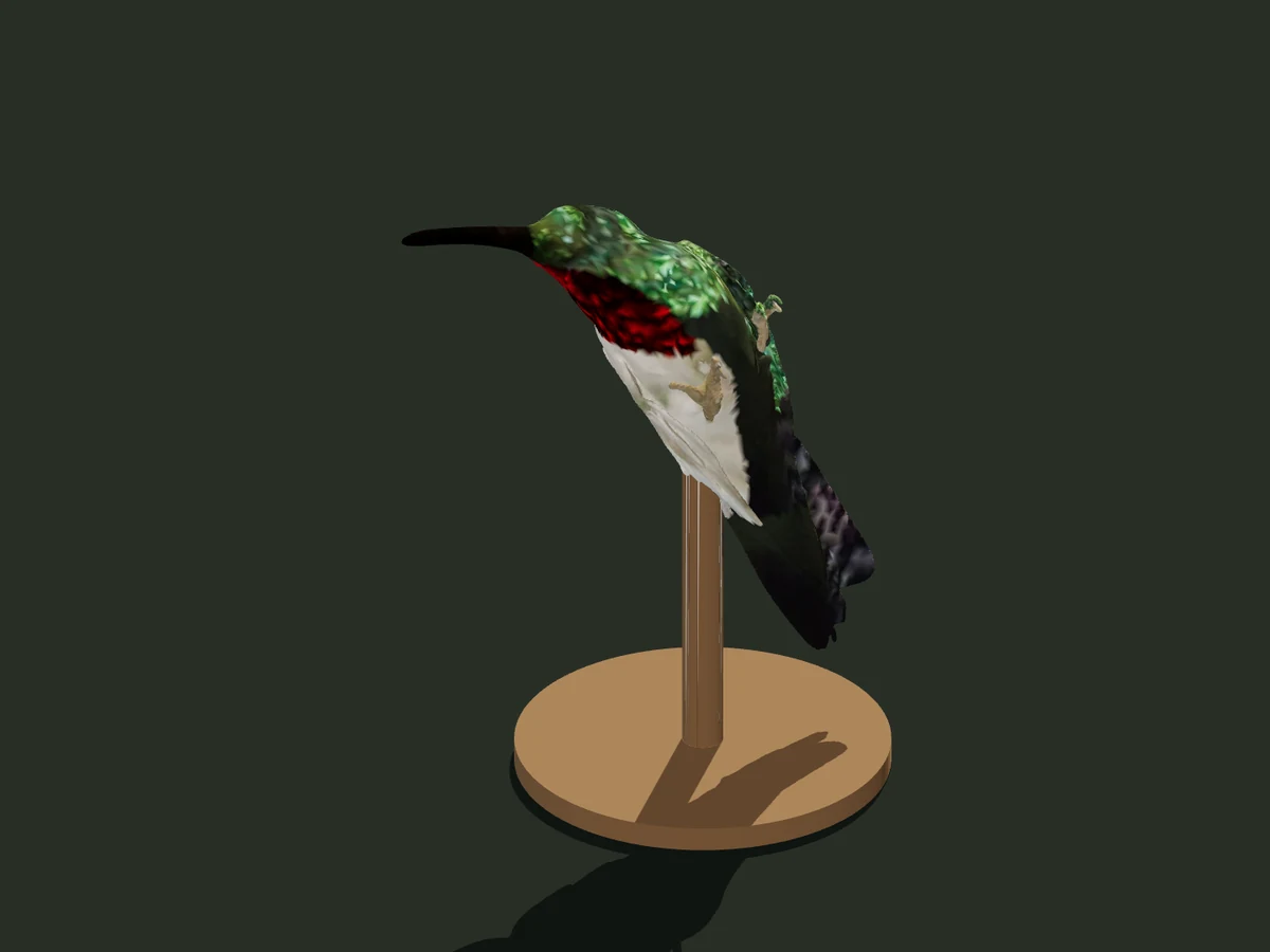 Ruby-throated Hummingbird — assembled model — digital model preview